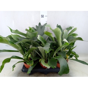 Platycerium bifurc.