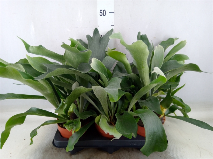 <h4>Platycerium bifurc.</h4>
