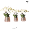 Phalaenopsis wit meer takken