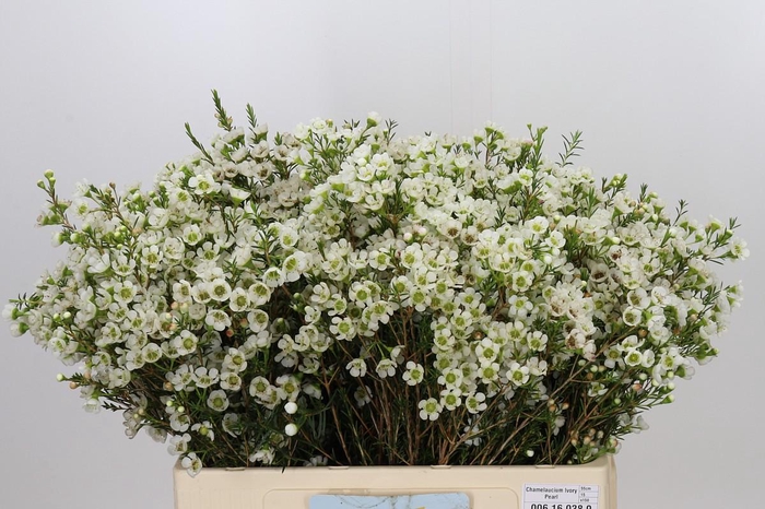 <h4>Chamelaucium Ivory Pearl</h4>