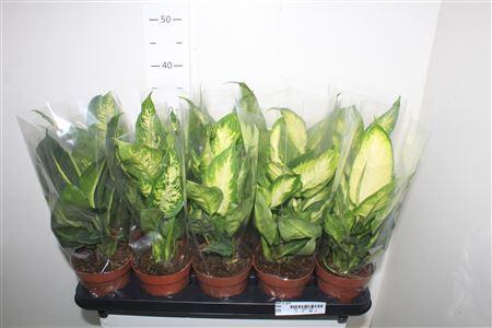 <h4>Dieff Gem 4 Srt</h4>