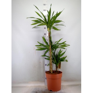 Dracaena frag. 'Riki'