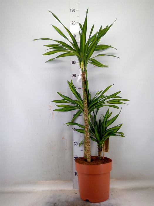 <h4>Dracaena frag. 'Riki'</h4>