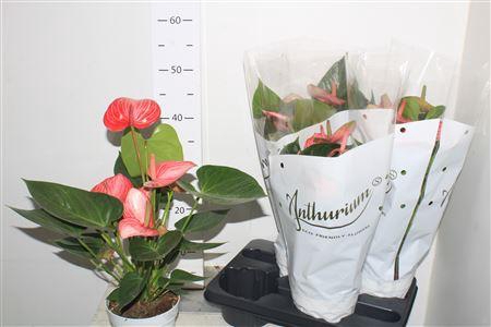 <h4>Anthu An Livium 6+</h4>