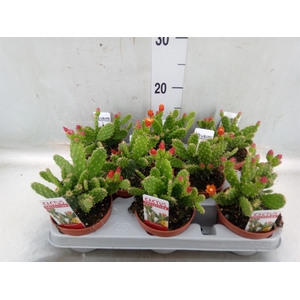 Opuntia