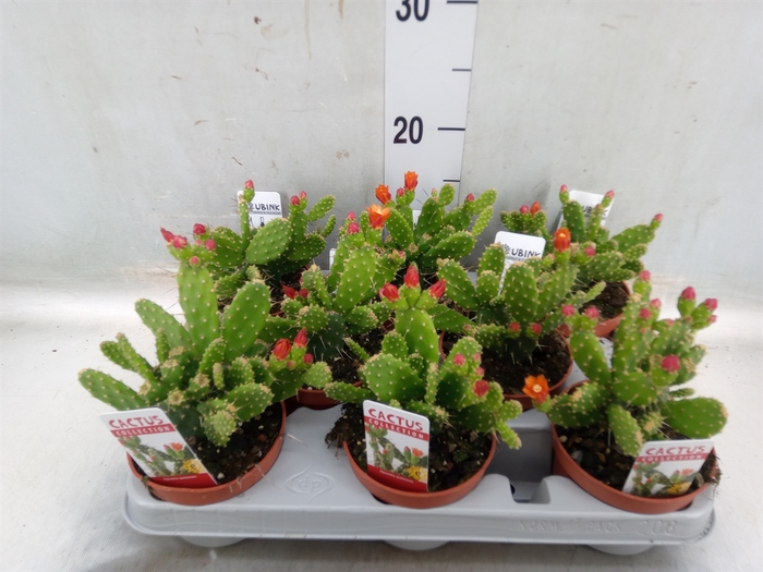 <h4>Opuntia</h4>