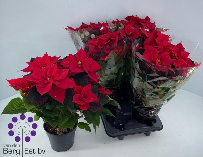 <h4>EUPHOR P CHR UNIVERS</h4>