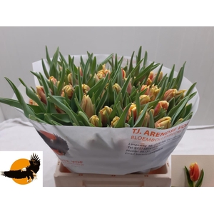 TU PA DEE JAY PARROT