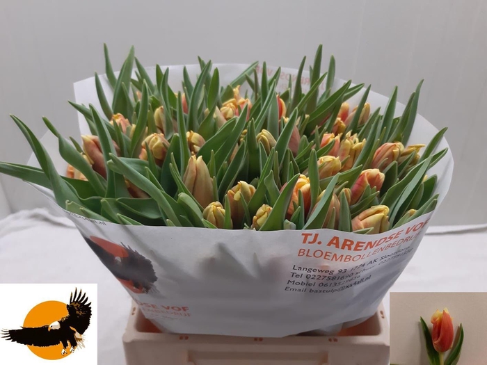 <h4>TU PA DEE JAY PARROT</h4>