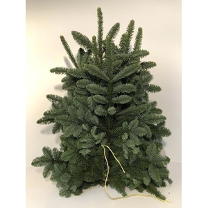 Abies Nob Blauw Kilo