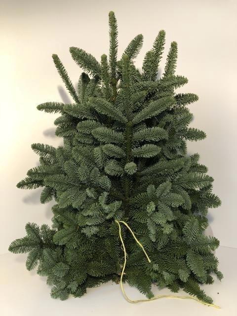 <h4>Abies Nob Blauw Kilo</h4>
