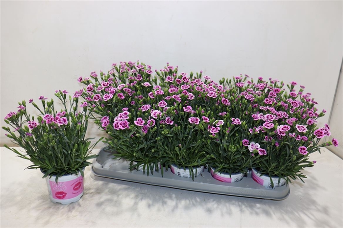 <h4>Dian Di Pink Kisses</h4>
