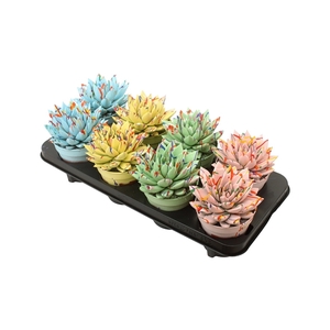 Echeveria coloured Splash pastel mix