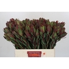 Leucadendron Senorita