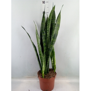 Sansevieria zeylanica