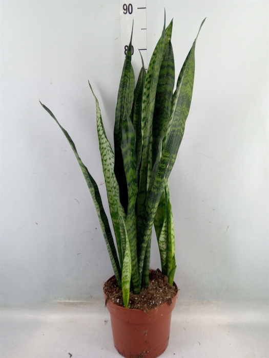 <h4>Sansevieria zeylanica</h4>