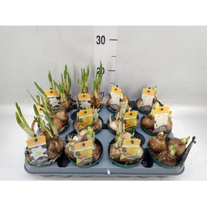 Narcissus   ...mix 3