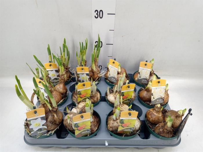 <h4>Narcissus ...mix 3</h4>