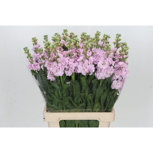 MATTH IRON CHERRY BL