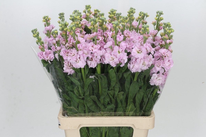 <h4>MATTH IRON CHERRY BL</h4>