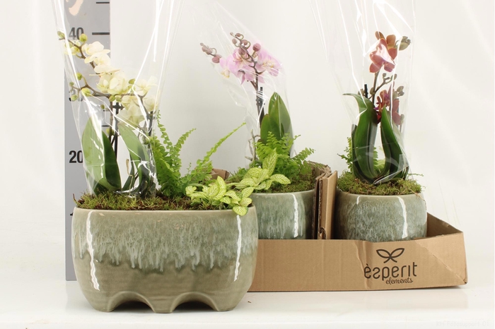 <h4>ARR KAMERPL</h4>