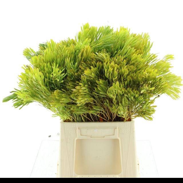 <h4>LEUCAD PLATYSPERMUM</h4>