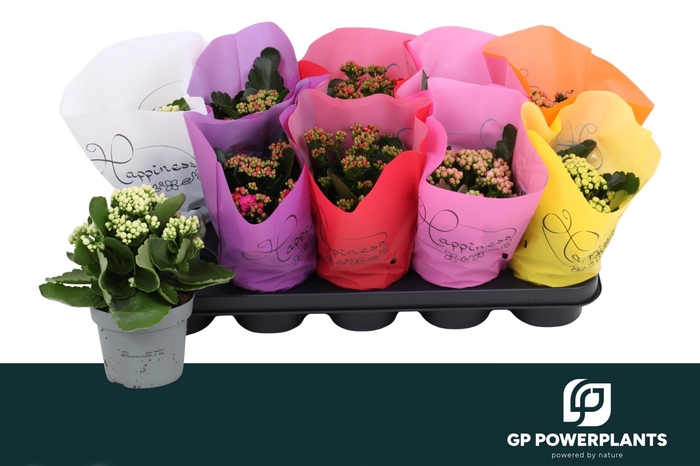 <h4>KAL GE RF GEM 6 KL</h4>