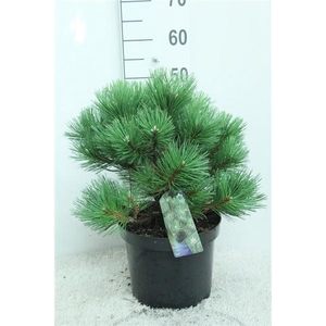 Pinus nigra 'Nana' P26 potgedrukt
