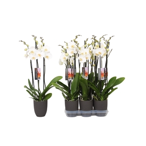 Phalaenopsis White, 3-spike Antracite Ceramics