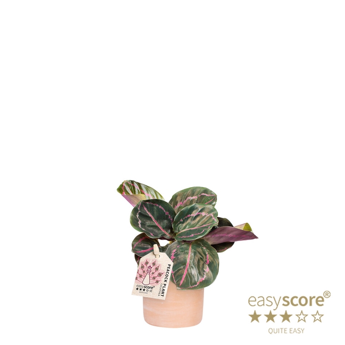 <h4>CALATHEA SPECIES P7 RAW TC ILLUSTR</h4>