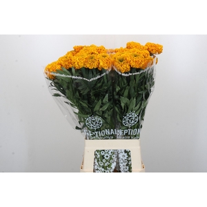 Tagetes Marigold Promise Light Orange