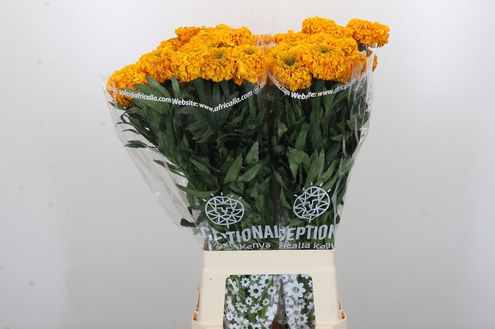 <h4>Tagetes Marigold Promise Light Orange</h4>