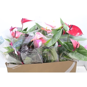 ANTHURIUM VARIADO P15