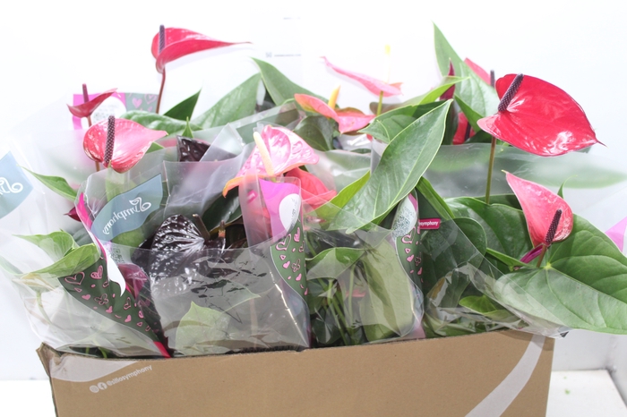 <h4>ANTHURIUM VARIADO P15</h4>