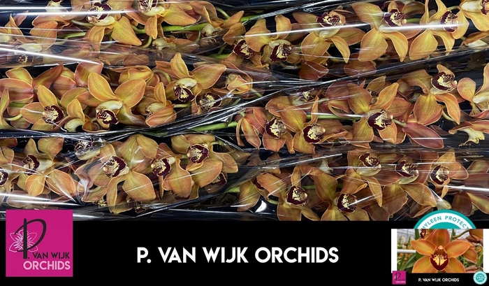 <h4>CYMB T CHARLY BROWN</h4>