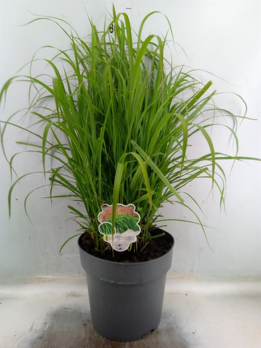 <h4>Miscanthus sin. 'Malepartus'</h4>
