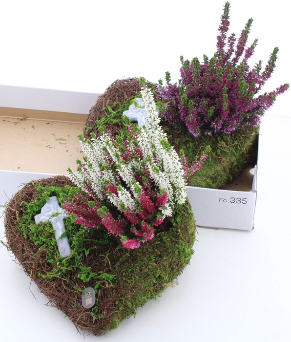 <h4>ARR TUINPLANTEN</h4>
