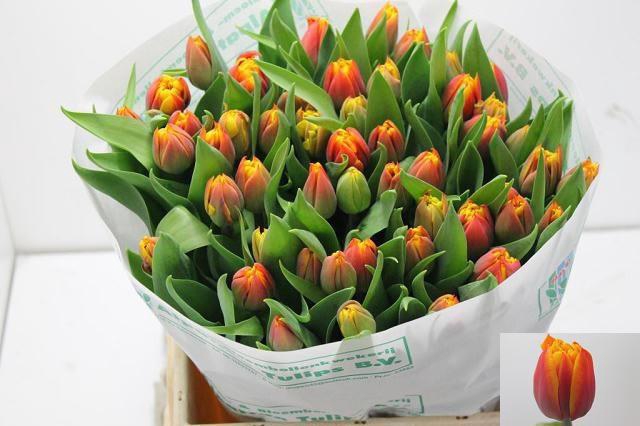 <h4>TU DU ATLAS</h4>