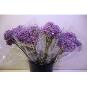 Allium Gladiator X5