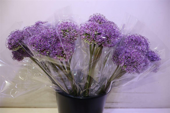<h4>Allium Gladiator X5</h4>