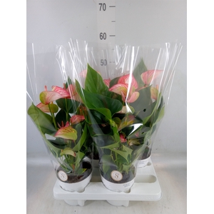 Anthurium andr. 'Livium Red'