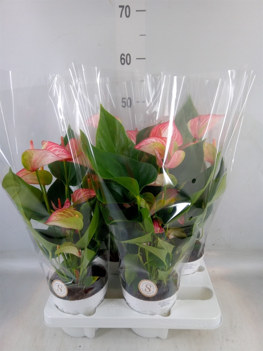 <h4>Anthurium andr. 'Livium Red'</h4>
