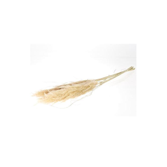 <h4>Bunch Cortaderia Evita 5pcs L210</h4>
