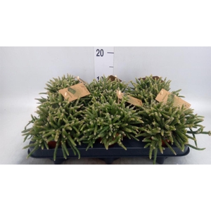 Rhipsalis baccifera subsp. horrida
