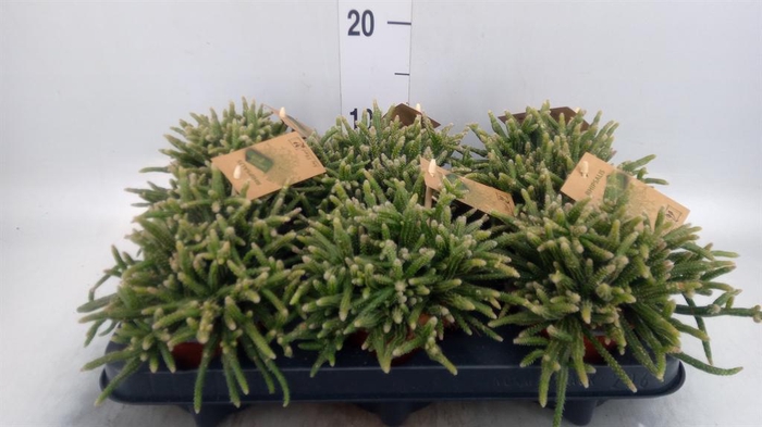 <h4>Rhipsalis baccifera subsp. horrida</h4>