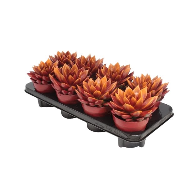 <h4>Echeveria Bicolor Red/Orange</h4>