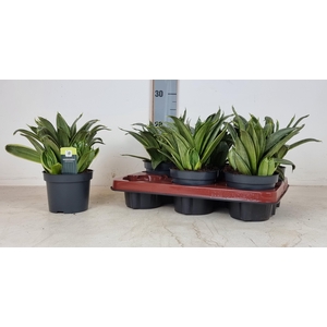 SANSEV ALMOND SILVER