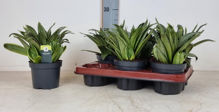 SANSEV HAHNII