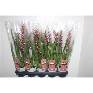 Bur Barrocco Red 2 Branche