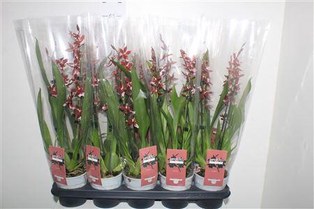 <h4>Bur Barrocco Red 2 Branche</h4>